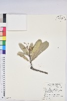 蘭嶼土沉香藏品圖，第1張