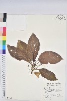 假鐵莧藏品圖，第1張