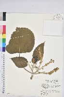 蟲屎藏品圖，第4張