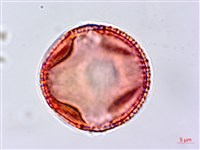 蟲屎藏品圖，第2張