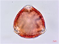 蟲屎藏品圖，第3張