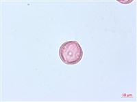 蘭嶼崖爬藤藏品圖，第1張