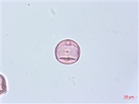 蘭嶼崖爬藤藏品圖，第2張