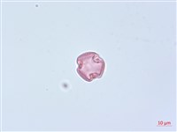 蘭嶼崖爬藤藏品圖，第3張