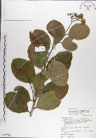 呂宋毛蕊木藏品圖，第1張