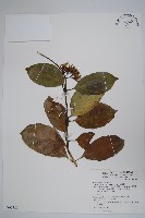 爬森藤藏品圖，第1張