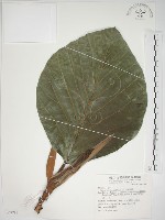 麵包樹藏品圖，第1張