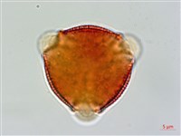 交趾衛矛藏品圖，第2張