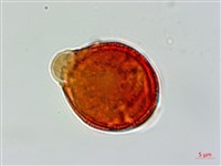 交趾衛矛藏品圖，第3張