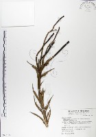 粗莖麝香百合、糙莖麝香百合、鐵炮百合藏品圖，第1張