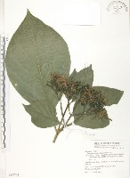 錫蘭玉心花藏品圖，第1張