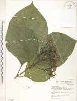 錫蘭玉心花藏品圖，第1張