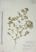 蘭嶼百脈根藏品圖，第1張