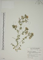 蘭嶼百脈根藏品圖，第1張