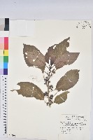 假鐵莧藏品圖，第1張