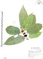 對葉榕藏品圖，第1張