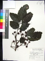 菲律賓火筒樹藏品圖，第1張