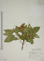 基尖葉野牡丹、蘭嶼野牡丹藏品圖，第1張