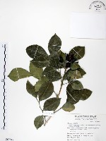 長果月橘藏品圖，第1張