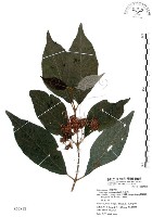 杜虹花，台灣紫珠藏品圖，第1張