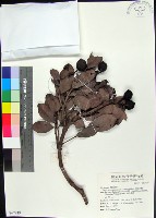 疏脈赤楠藏品圖，第1張