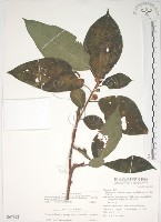 牛乳榕藏品圖，第1張