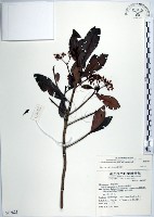 樹杞藏品圖，第1張