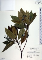 腺葉杜英藏品圖，第1張