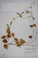 鷗蔓藏品圖，第1張