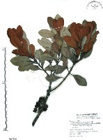 山欖、樹青藏品圖，第1張