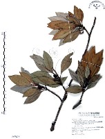 山欖、樹青藏品圖，第1張