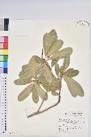 蘭嶼土沉香藏品圖，第1張