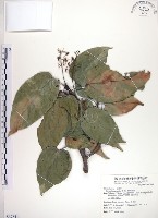 蘭嶼蘋婆藏品圖，第1張