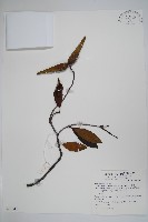 小錦蘭藏品圖，第1張