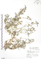 三葉木藍藏品圖，第1張