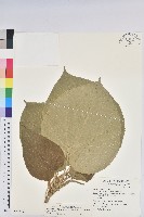 蘭嶼鐵莧、綠島鐵莧藏品圖，第1張