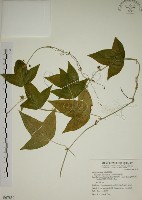 三角葉西番蓮藏品圖，第1張