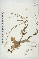 紫背草藏品圖，第1張