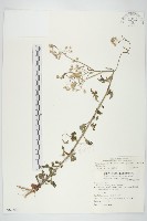 小花斑鳩菊藏品圖，第1張