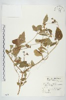 雙花蟛蜞菊藏品圖，第1張