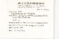 雙花蟛蜞菊藏品圖，第2張