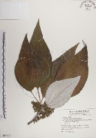 蘭嶼水絲麻藏品圖，第1張