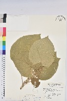 蘭嶼鐵莧、綠島鐵莧藏品圖，第1張