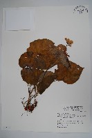 蘭嶼秋海棠藏品圖，第1張