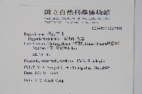 蘭嶼秋海棠藏品圖，第2張