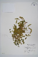 爵床藏品圖，第4張