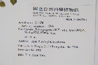 爵床藏品圖，第5張