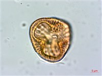 爵床藏品圖，第1張