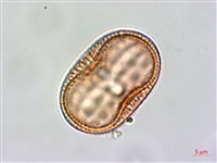 爵床藏品圖，第2張