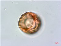 爵床藏品圖，第3張